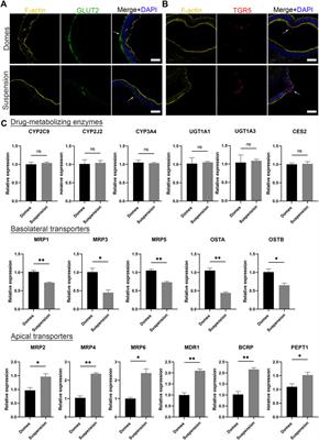 PSC-derived intestinal organoids with apical-out orientation as a tool to study nutrient uptake, drug absorption and metabolism